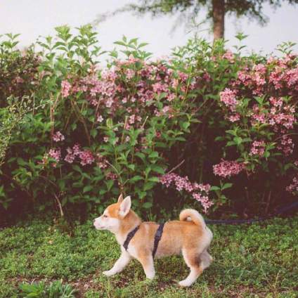 要是学校允许🐶，我一定养只阿柴 