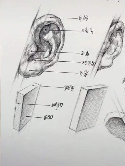 素描耳朵课件 