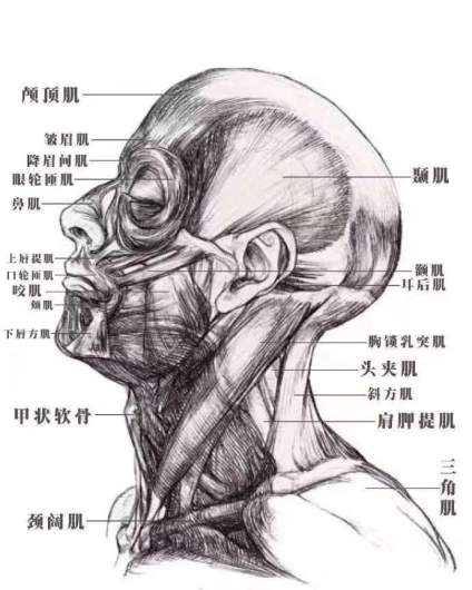 素描头像刚开始接触，出现画面问题不知道从哪里改正的同学看过来，重点先从理 