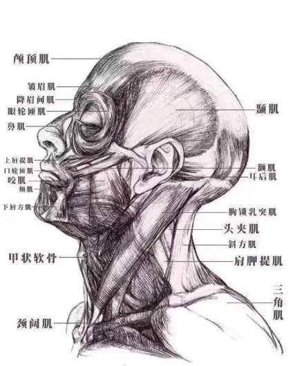 骨骼结构的分析来喽 