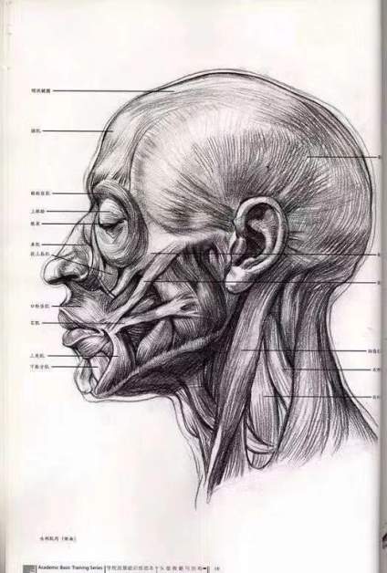 素描头像刚开始接触，出现画面问题不知道从哪里改正的同学看过来，重点先从理 