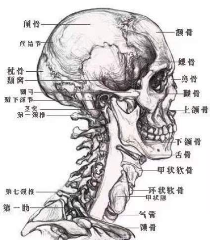 素描头像刚开始接触，出现画面问题不知道从哪里改正的同学看过来，重点先从理 