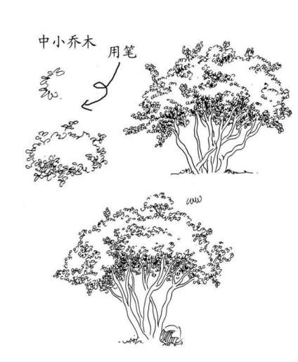 景观植物钢笔手绘技法… ​​​ 