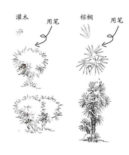 景观植物钢笔手绘技法… ​​​ 