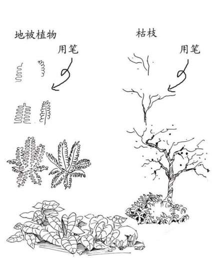 景观植物钢笔手绘技法… ​​​ 