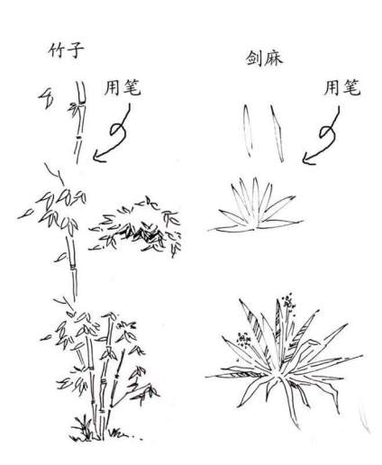 景观植物钢笔手绘技法… ​​​ 