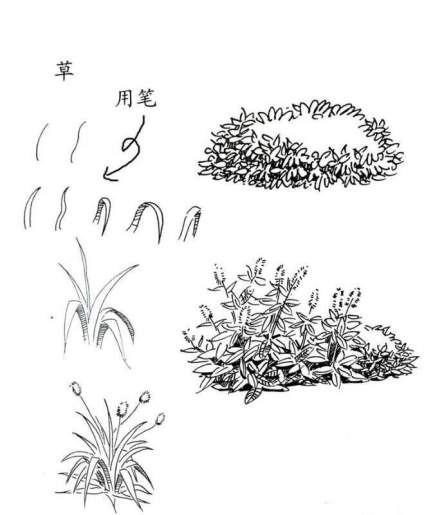 景观植物钢笔手绘技法… ​​​ 