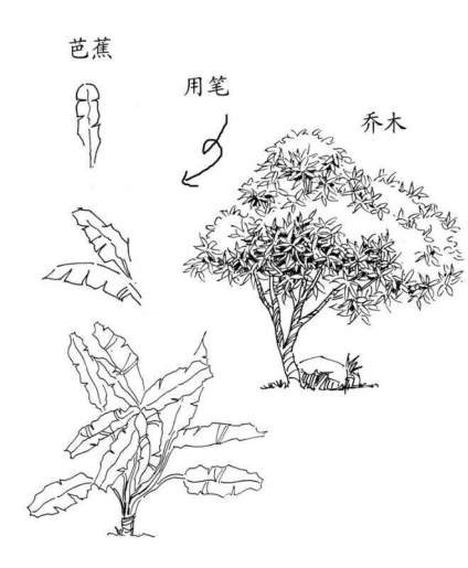 景观植物钢笔手绘技法… ​​​ 