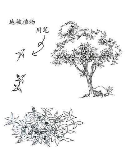 景观植物钢笔手绘技法… ​​​ 