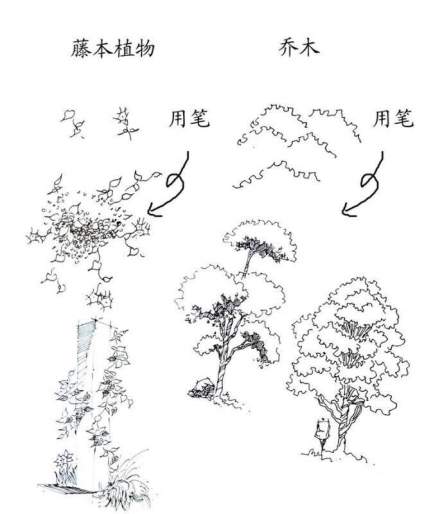 景观植物钢笔手绘技法… ​​​ 