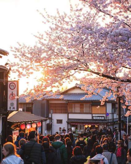 樱花🌸🌸🌸 