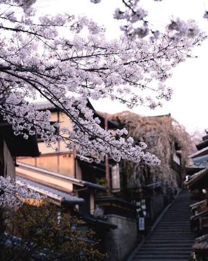 樱花🌸🌸🌸 