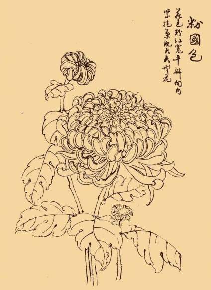 白描菊花分享：菊花隽美多姿，但她不以娇艳的姿态献媚，而以雅洁坚贞取胜，她 