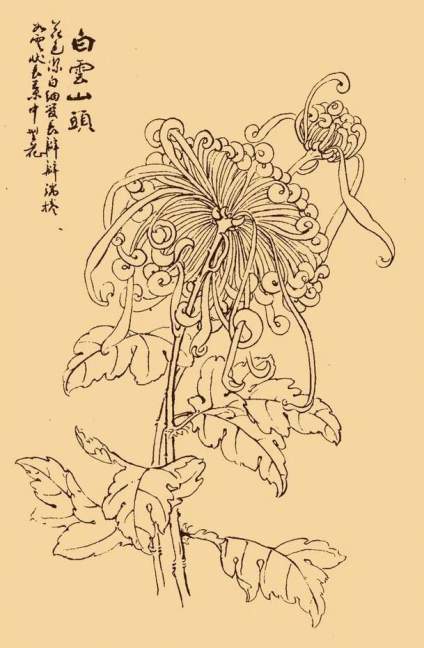 白描菊花分享：菊花隽美多姿，但她不以娇艳的姿态献媚，而以雅洁坚贞取胜，她 