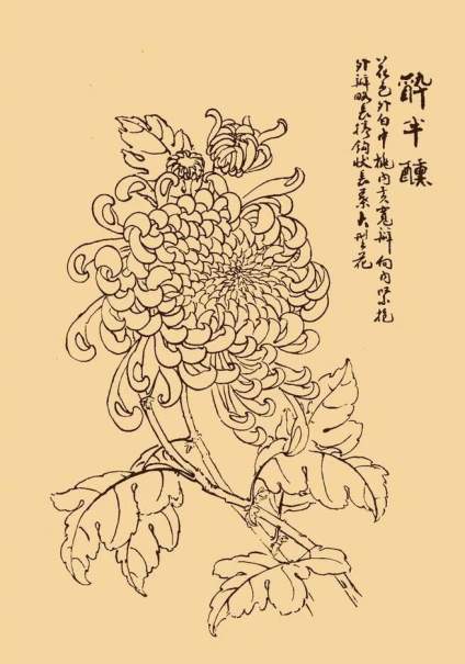 白描菊花分享：菊花隽美多姿，但她不以娇艳的姿态献媚，而以雅洁坚贞取胜，她 