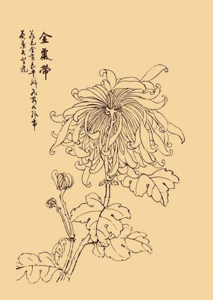 白描菊花分享：菊花隽美多姿，但她不以娇艳的姿态献媚，而以雅洁坚贞取胜，她 