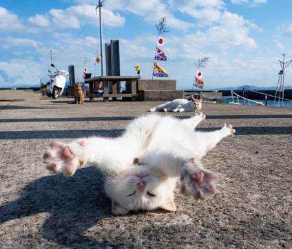 太阳下🌞 懒洋洋的喵星人🐱 