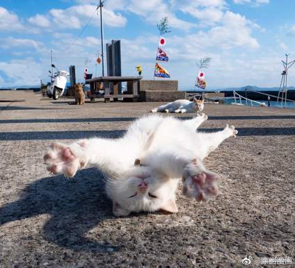 猫咪这种生物太可爱了 