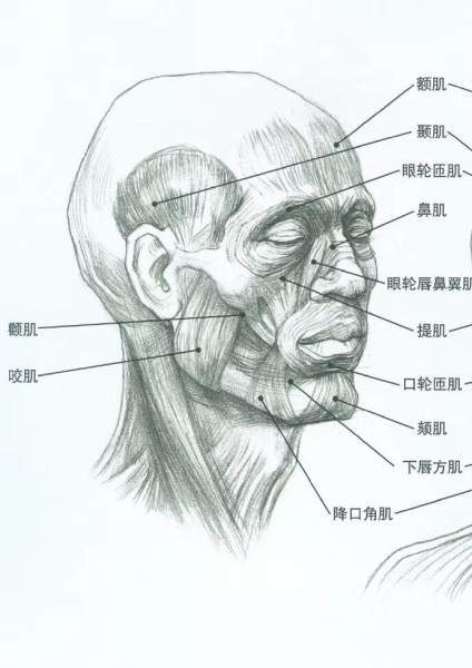 头像的基本理解 