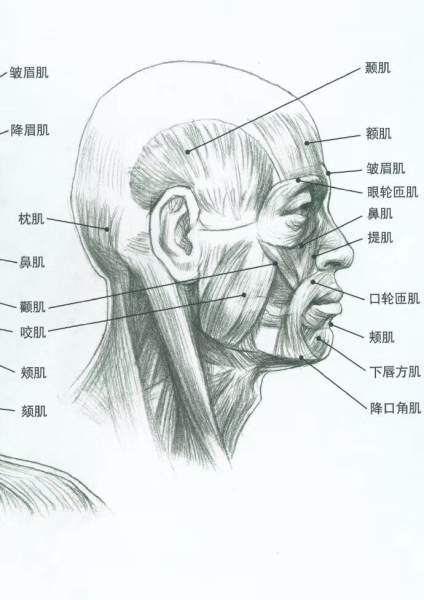 头像的基本理解 