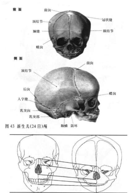 想画好素描，你必须要了解人体内部骨架和头骨结构 