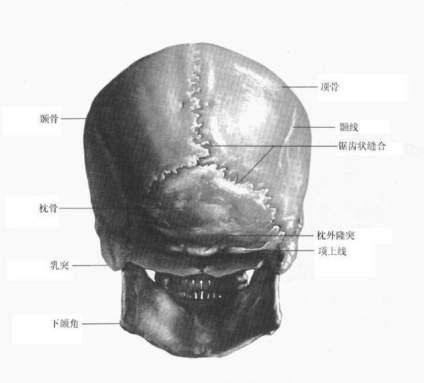 想画好素描，你必须要了解人体内部骨架和头骨结构 