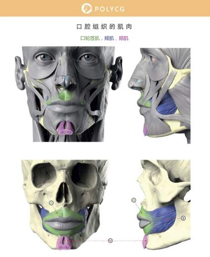 【滴~素描卡】艺用人体嘴部解剖理论常识 . 素描头像与速写人物临摹要点 ​​ 