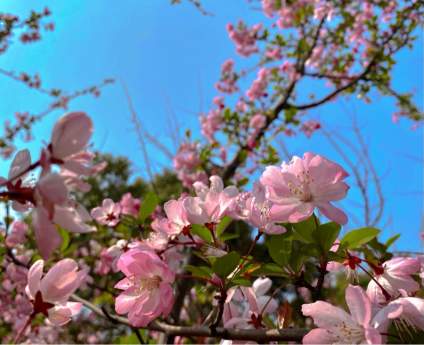 【浙江理工大学】浙理的花儿都开了，等你们亲自来欣赏哦😍 